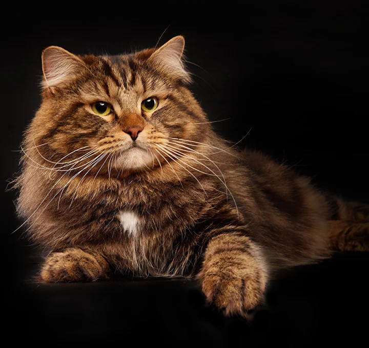 Bucephalus Taiga Tiger